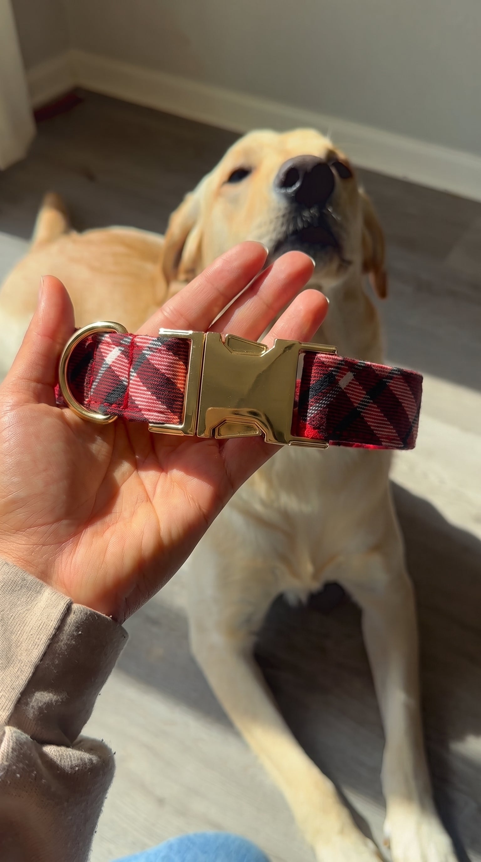 Customer dog wearing a Sileqi collar